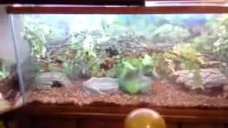 Ball python new encloser and setup