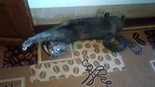 Выгоняю кошку на улицу
