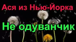 Жена богато жениха живущего на Манхэттене.  Ася