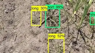 Weeds Detection - Object Detection Algorithm