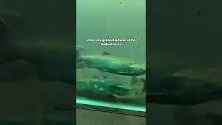 salmon run at Ballard Locks rn
