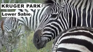 KRUGER PARK 2022: Episode 1 - LOWER-SABIE / ONDER-SABIE