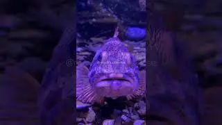 шум морского  прибоя 