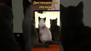 дистанционное обучение