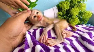 Monkey Daily Eating and Playing  | Sweet Monkey Daily Routine at Home
