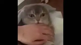 kitten bite