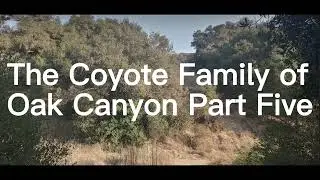 The Coyote Family of Oak Canyon Part Five