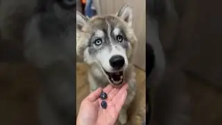 Ягоды для царевны