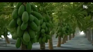 HDL Cultivo de papayas con un invernadero único en el mundo