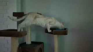 Genji is a mountain lion
