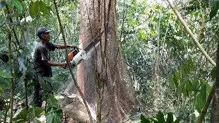 30 Kayu Durian Tua di sumatera Utara Di bandrol Dengan Harga 130 Juta.