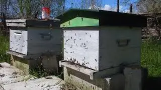 Y a des abeilles chez vous???