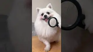 Nico: Help mom clean her teeth #nico #dog #funny #smartnico #cute