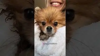 Жопа собаки. Дрисня на асфальте. 
