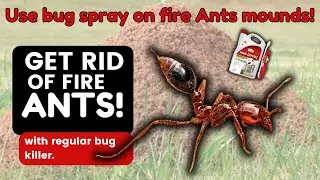 Get Rid of Fire Ants, Using regular bug spray.