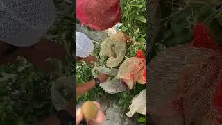 Fruit exotique en Indonésie 🍈🌴🤤