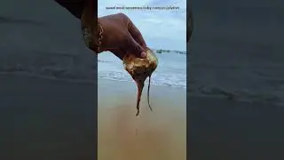 saved most venomous baby compass jellyfish returned to their sea|| #shorts #jellyfish #sea