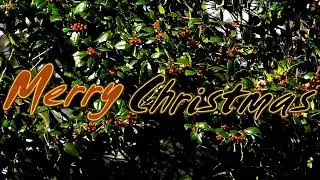 Merry Xmas with waving holly boughs