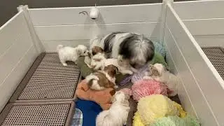 Sweet Tempo aka The Puppy Nanny