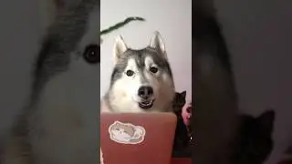 Il mio CANE VIDEOCHIAMA BABBO NATALE!🫣🎅🏼😂 