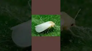 самый лучший способ борьбы с белокрылкой