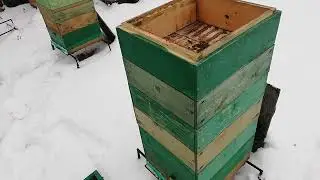 Улей удав, клуб сел под потолком, почему?
