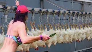 How Poultry Farm Make Millions in Eggs and Meat. Modern Agriculture Technology By American Farmers