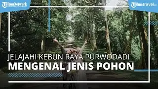 Wisata Seru di Pasuruan, Kebun Raya Purwodadi Simpan 10 Ribu Pohon dan Tawarkan Beragam Aktivitas