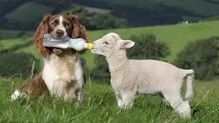 Animals Being Bro's For 5 Minutes Straight