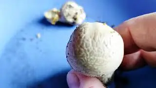 Attention! Poisonous champignon/yellow-skinned champignon/yellowing champignon