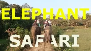 DONT OVERTAKE DURING ELEPHANT SAFARI || ONE HORN RHINO SPOTTED || DAY 2 || PART 1