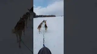 "Зайцы" скачут по полям...