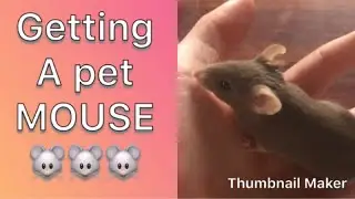Getting a pet mouse
