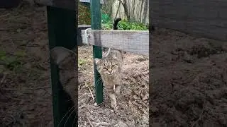 Классная идея как из ненужной теплицы сделать забор живую изгородь с виноградом и кустарником
