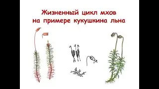 Жизненный цикл мхов на примере кукушкина льна