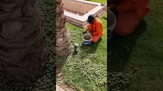 чистка 