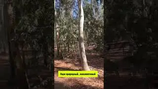 Израиль  парк