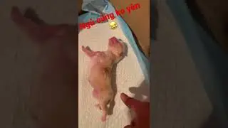 Pom Baby sleep