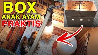 TIPS MEMISAHKAN ANAK AYAM DARI INDUKNYA DAN MERAWATNYA