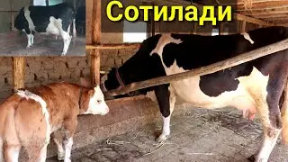 Эна бола ва симентал новвосча Шу зоттор моллар сотилади