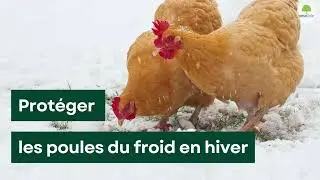 Poulailler et hiver : l’astuce imparable pour savoir si vos poules ont froid