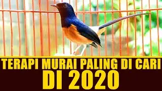ISIAN MURAI PALING DI CARI DI 2020