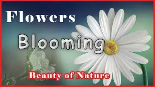 Blooming flowers | Beauty of the nature  | Clip #01
