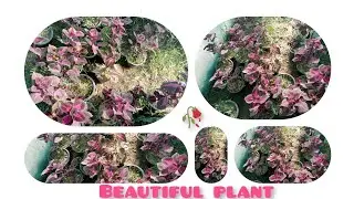 Beautiful plant 