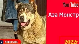 Долгожданный помёт
