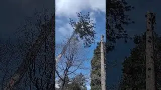 huge tree top being removed #mountains #treeing #stihl #husqvarna #timbertreeclimber