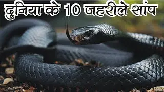Top 10 Most Venomous Snakes in The World ||