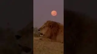 The bone-rattling sound of a male lion announcing his presence. ⁣⁣