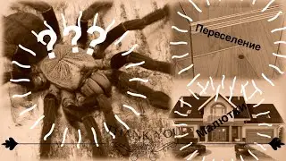Cyriopagopus hati hati пересадка и обустройство террариума.