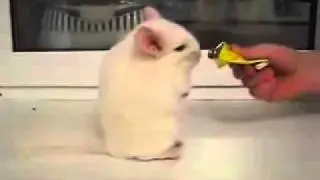 Шиншилла и еда